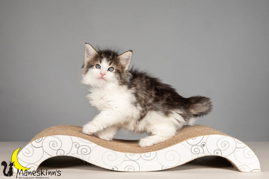 Valdor (43 Tage alt)