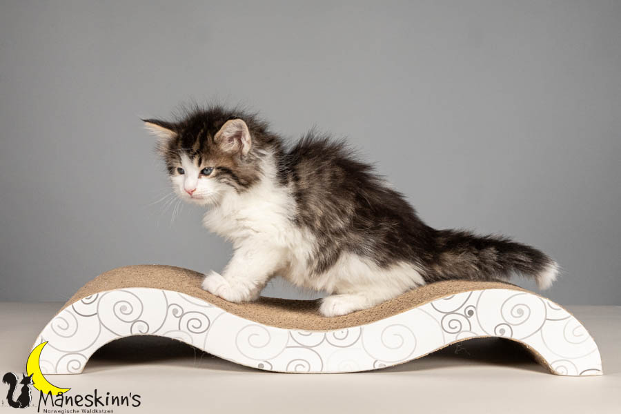 Valdor (43 Tage alt)