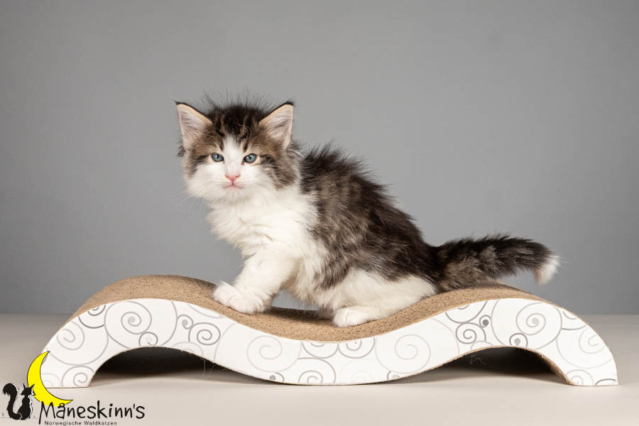 Valdor (43 Tage alt)