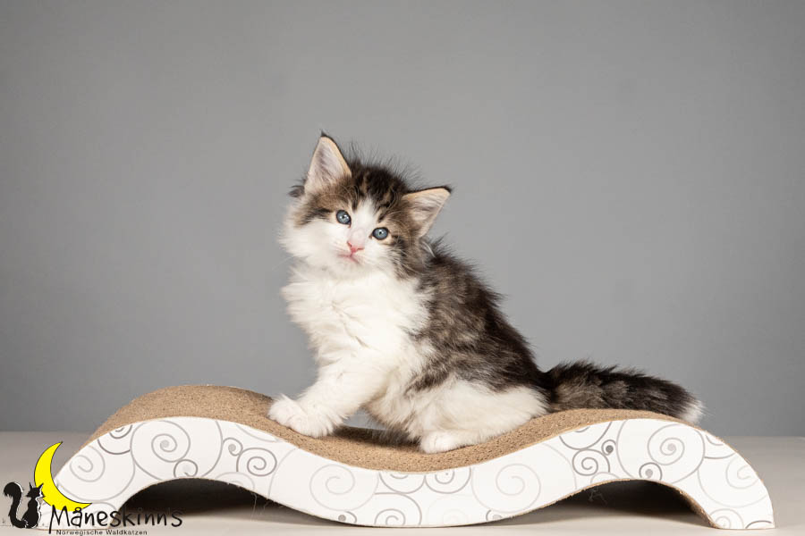 Valdor (43 Tage alt)