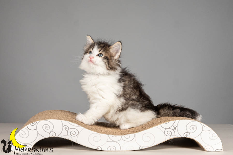 Valdor (43 Tage alt)