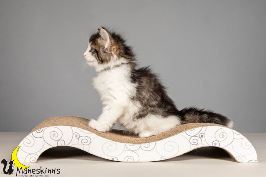 Valdor (43 Tage alt)