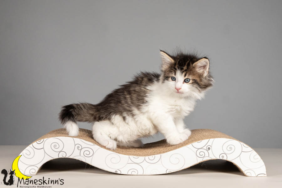 Valdor (43 Tage alt)