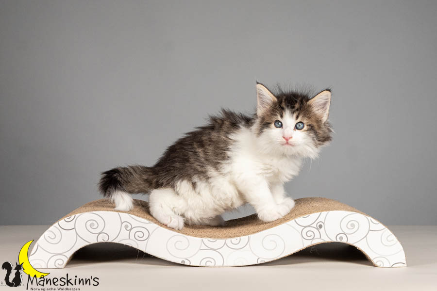 Valdor (43 Tage alt)