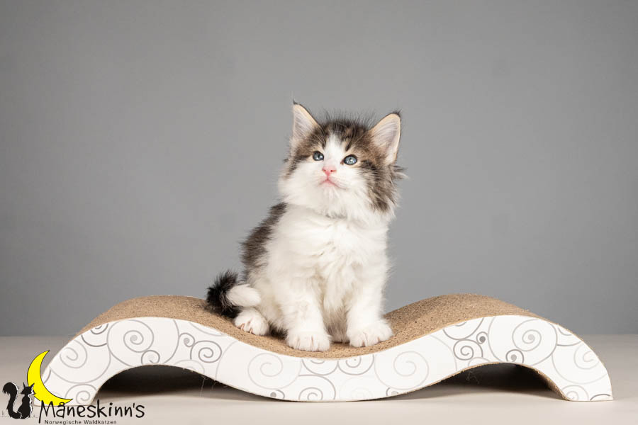 Valdor (43 Tage alt)