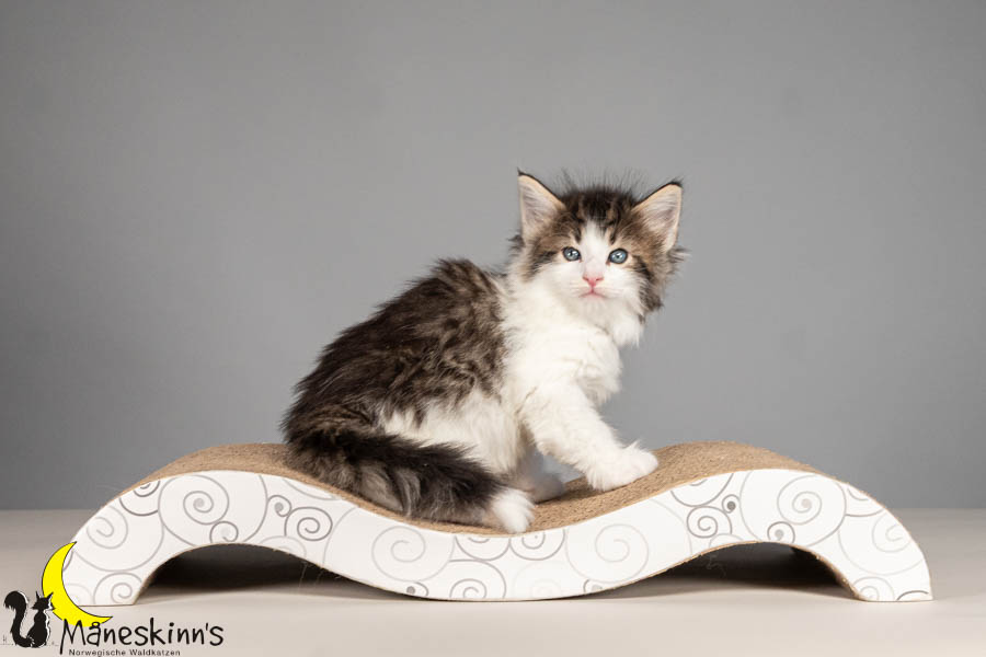 Valdor (43 Tage alt)