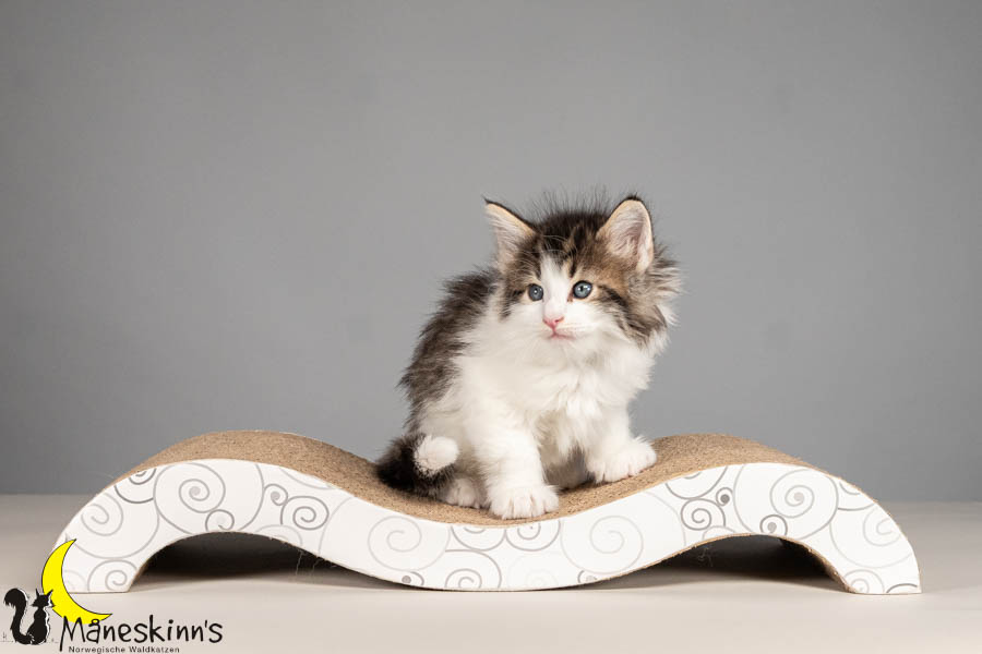 Valdor (43 Tage alt)