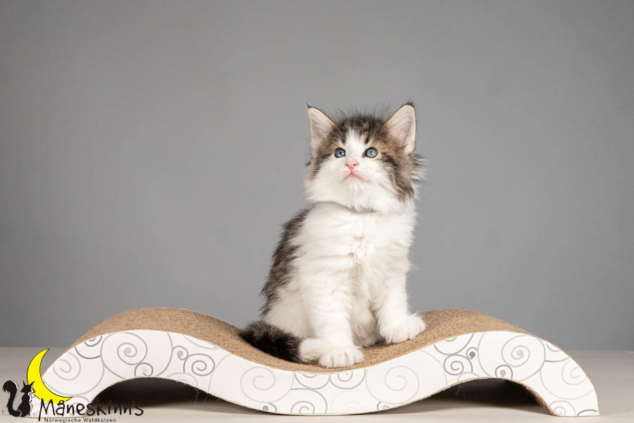 Valdor (43 Tage alt)