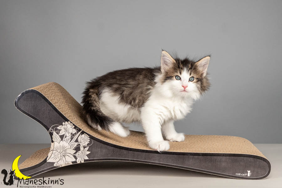 Valdor (50 Tage alt)