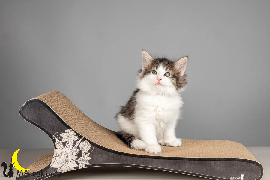 Valdor (50 Tage alt)