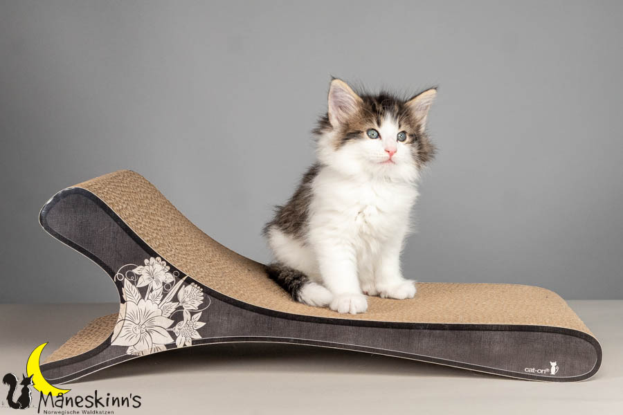 Valdor (50 Tage alt)