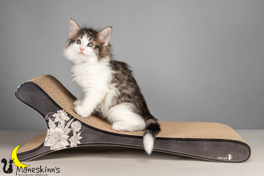 Valdor (50 Tage alt)