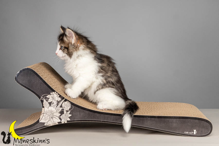 Valdor (50 Tage alt)