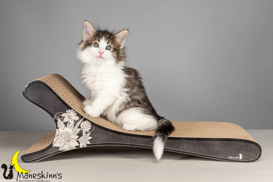 Valdor (50 Tage alt)