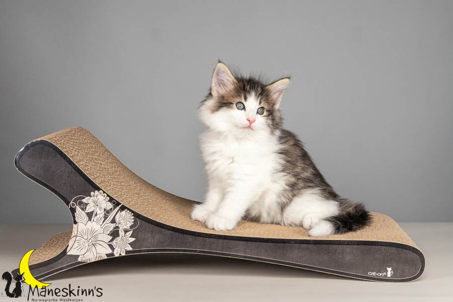 Valdor (50 Tage alt)