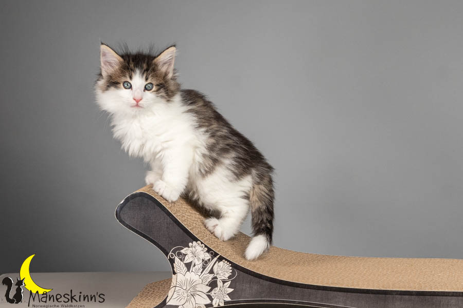 Valdor (50 Tage alt)