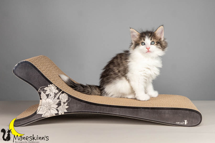 Valdor (50 Tage alt)