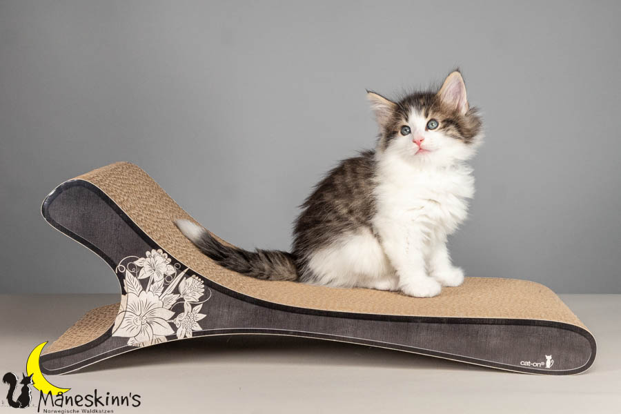 Valdor (50 Tage alt)