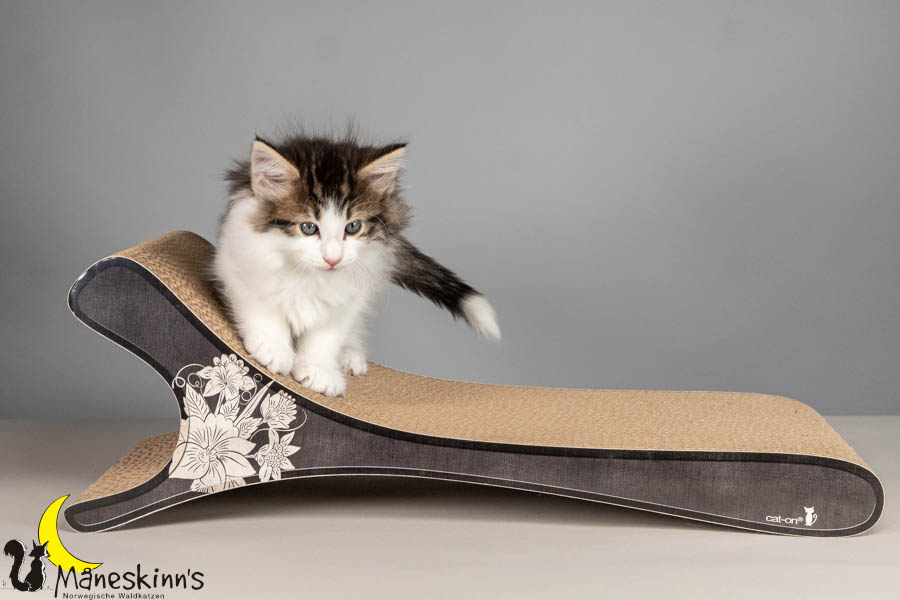 Valdor (50 Tage alt)