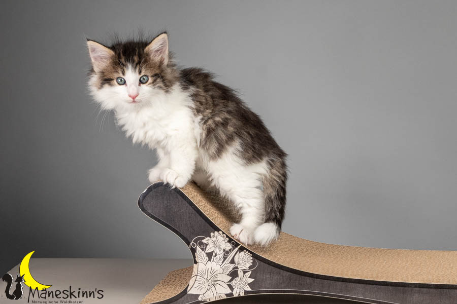 Valdor (50 Tage alt)