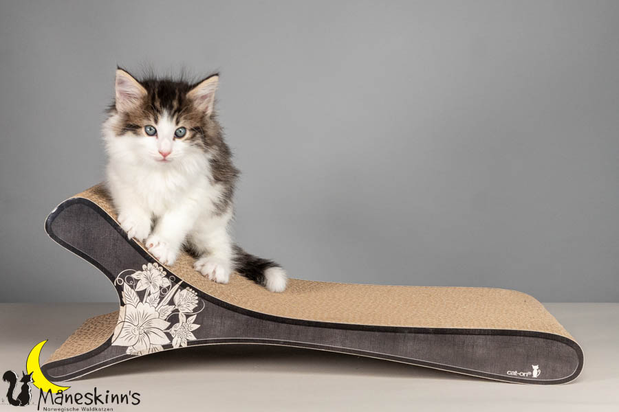 Valdor (50 Tage alt)