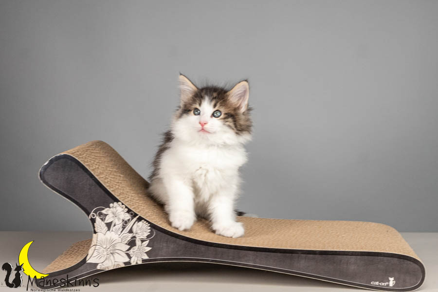 Valdor (50 Tage alt)