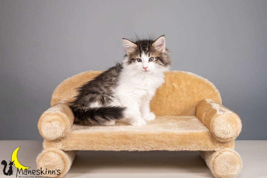 Valdor (56 Tage alt)