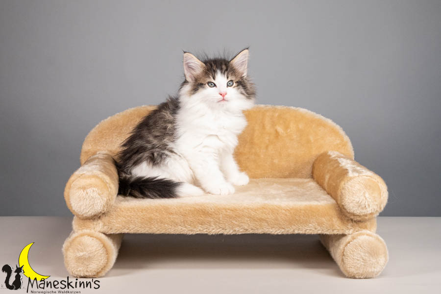 Valdor (56 Tage alt)