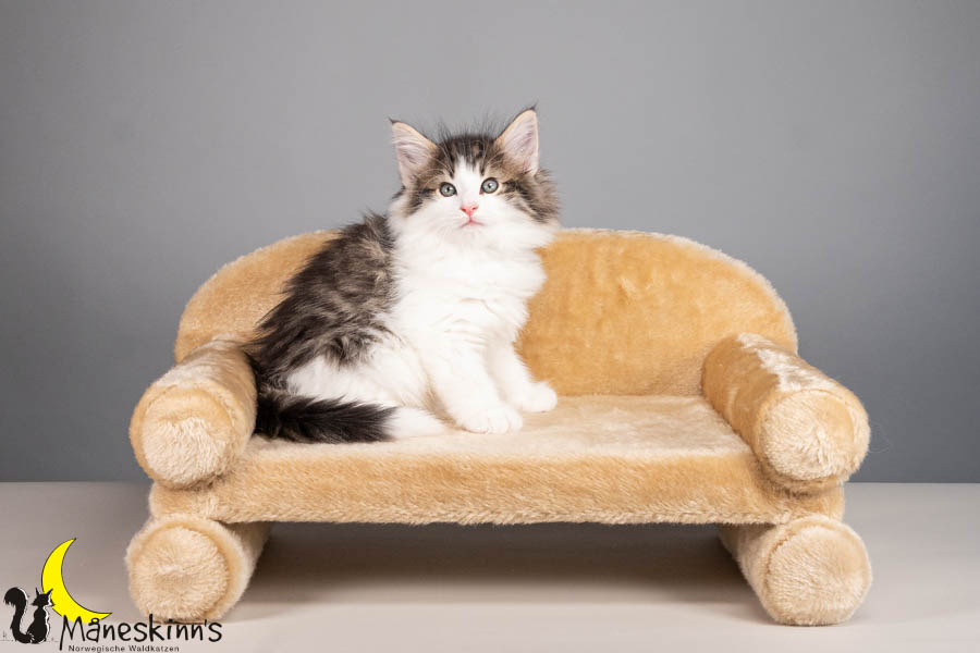 Valdor (56 Tage alt)