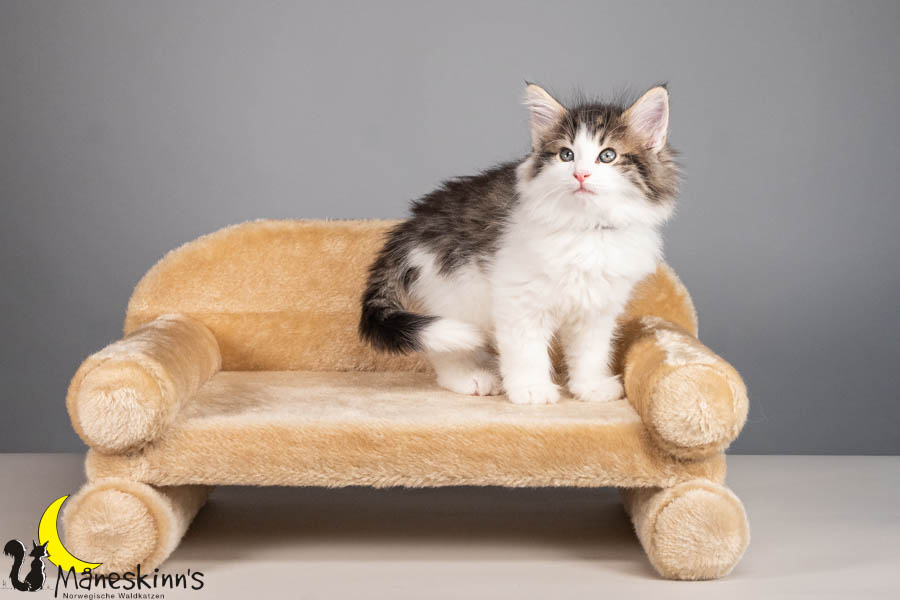 Valdor (56 Tage alt)