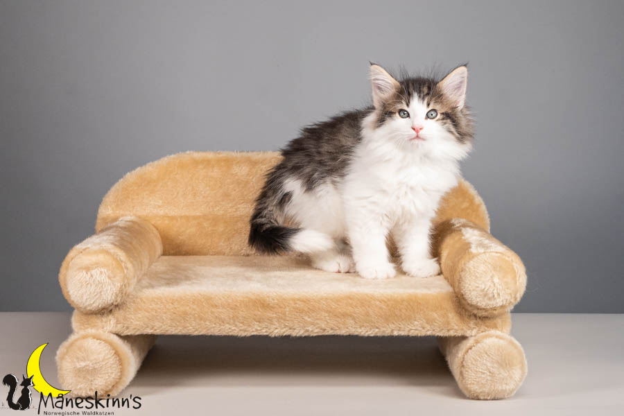 Valdor (56 Tage alt)