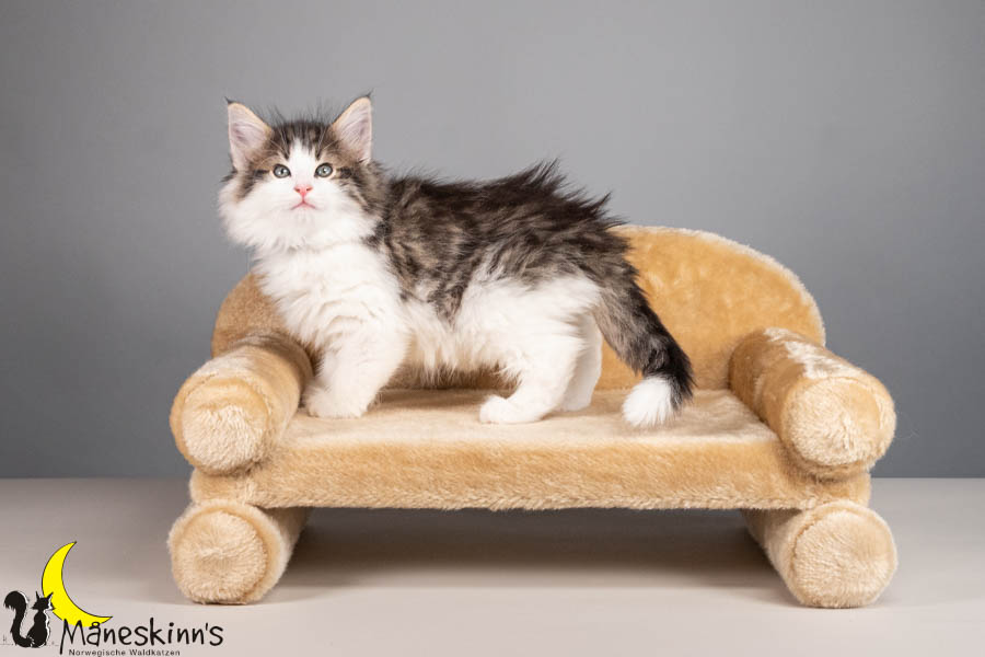 Valdor (56 Tage alt)