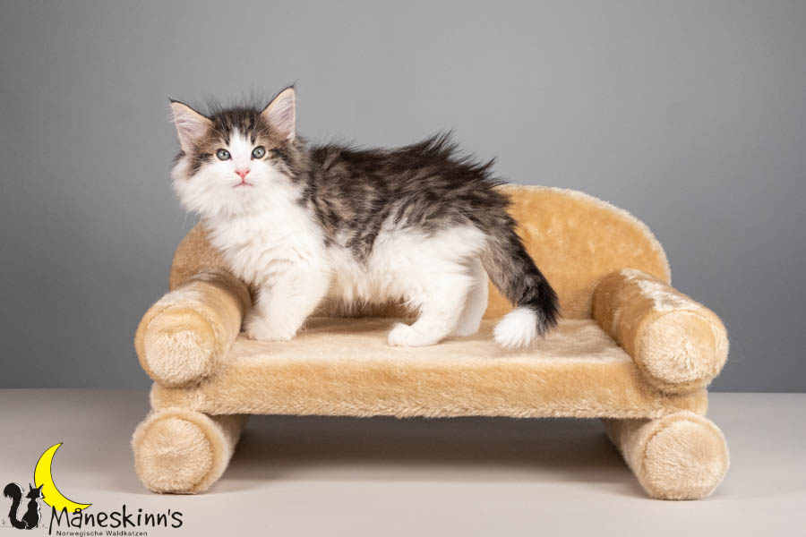 Valdor (56 Tage alt)