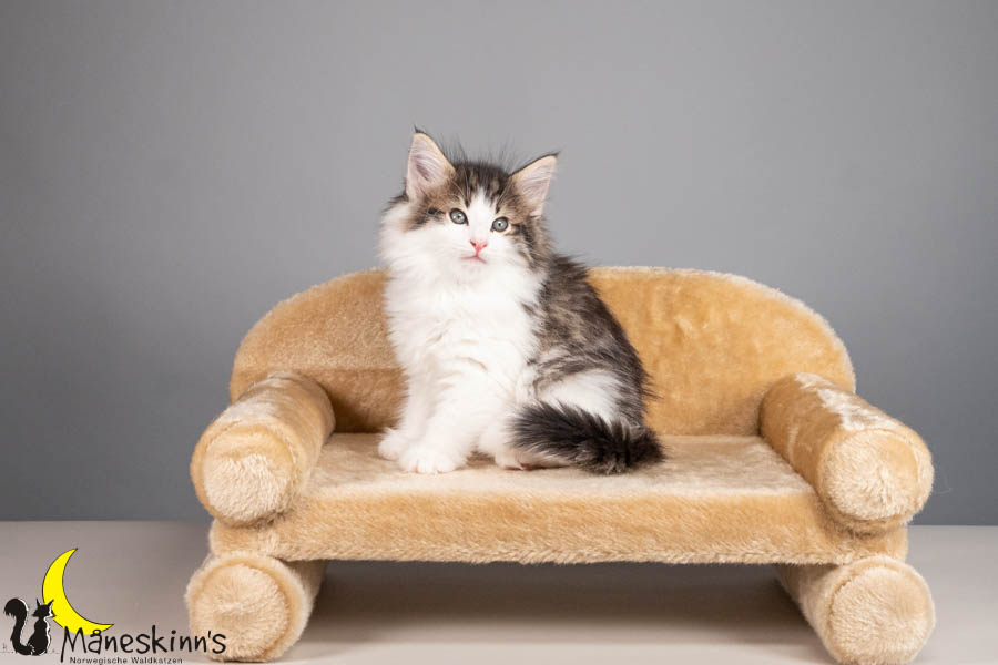 Valdor (56 Tage alt)