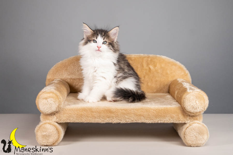 Valdor (56 Tage alt)