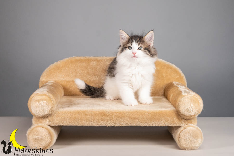 Valdor (56 Tage alt)