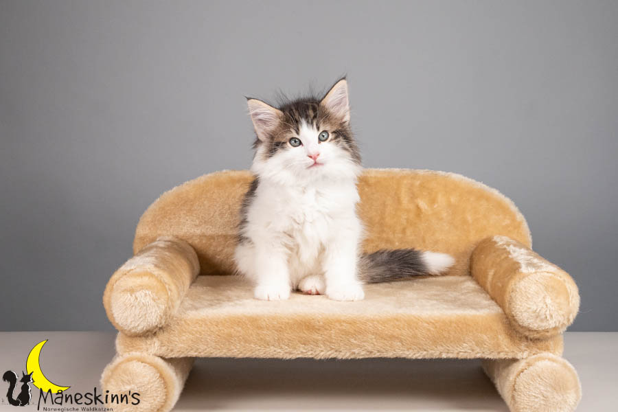 Valdor (56 Tage alt)