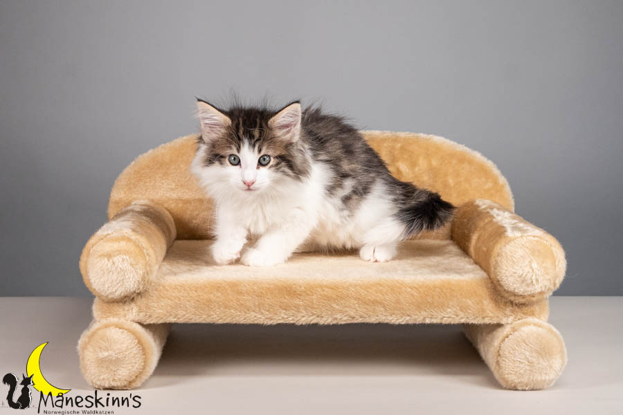 Valdor (56 Tage alt)