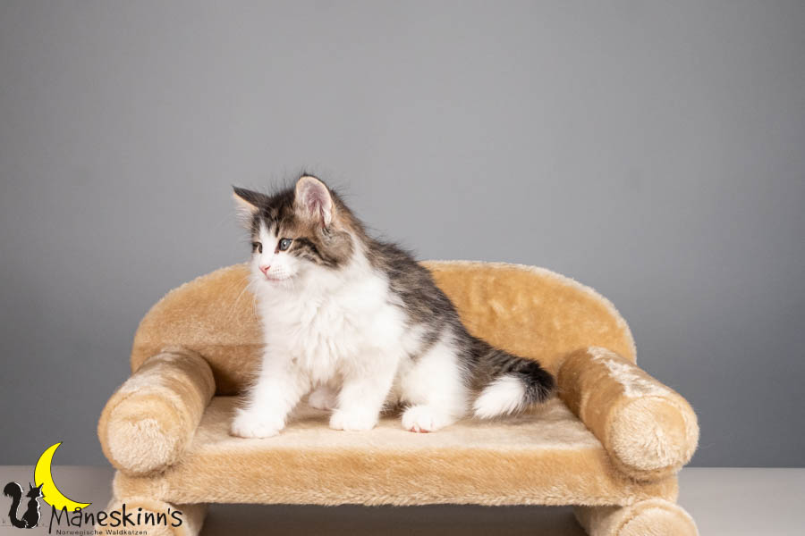 Valdor (56 Tage alt)