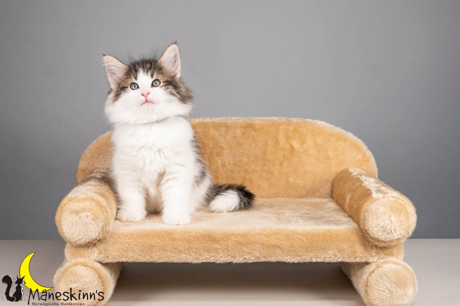 Valdor (56 Tage alt)