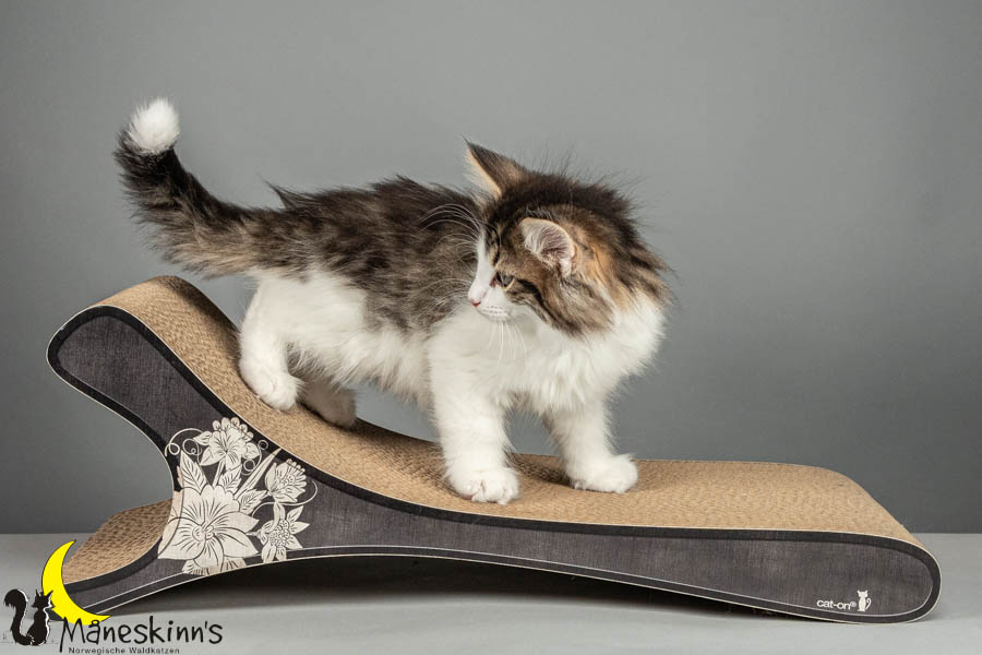 Valdor (64 Tage alt)