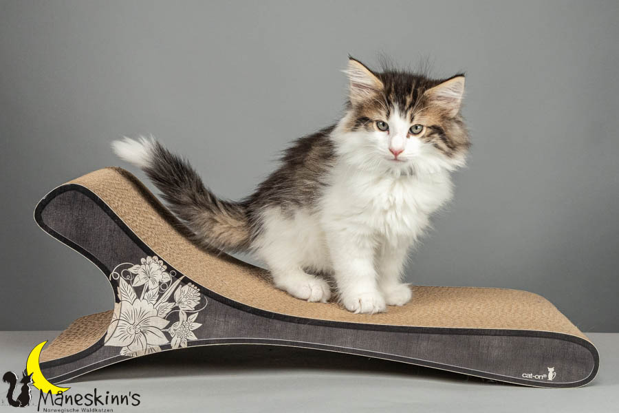 Valdor (64 Tage alt)