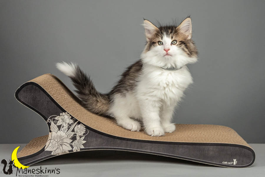 Valdor (64 Tage alt)