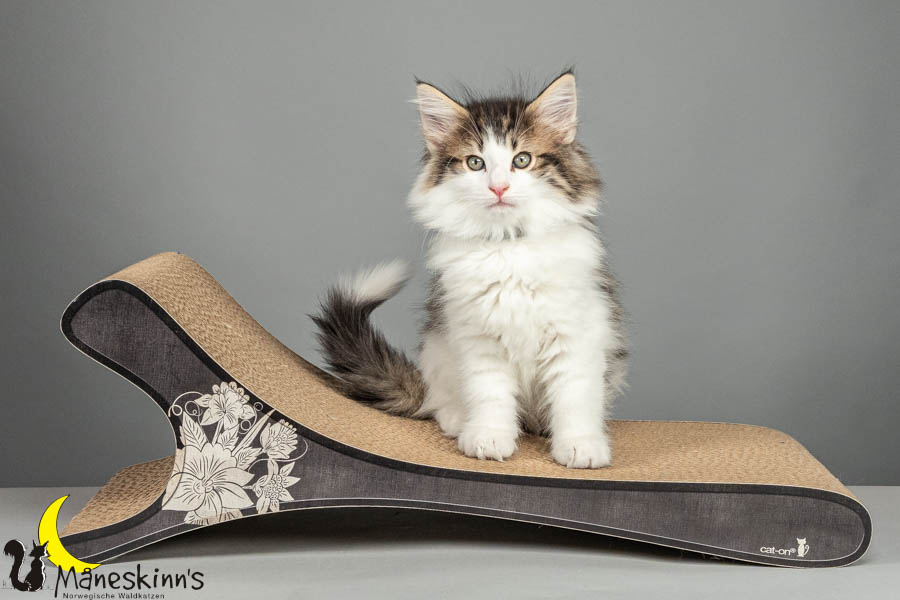 Valdor (64 Tage alt)