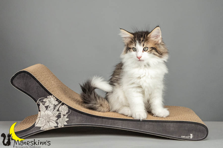 Valdor (64 Tage alt)