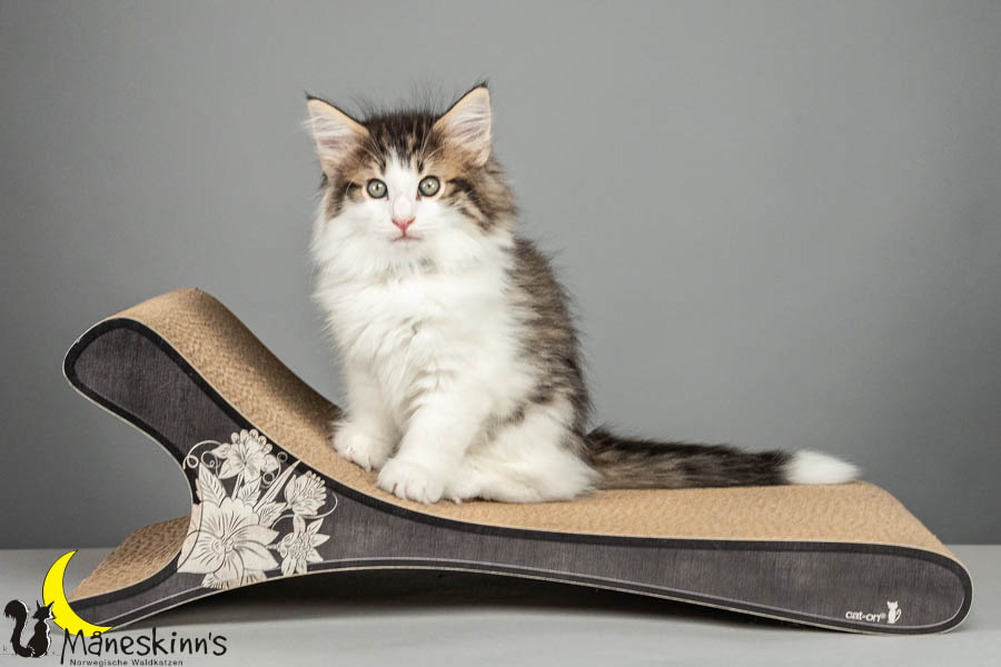 Valdor (64 Tage alt)