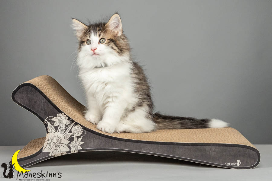 Valdor (64 Tage alt)