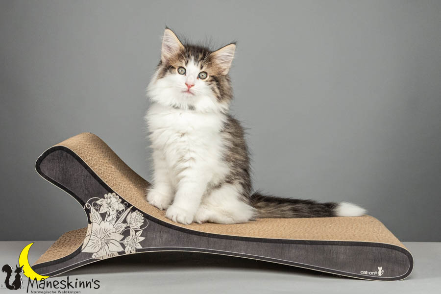 Valdor (64 Tage alt)