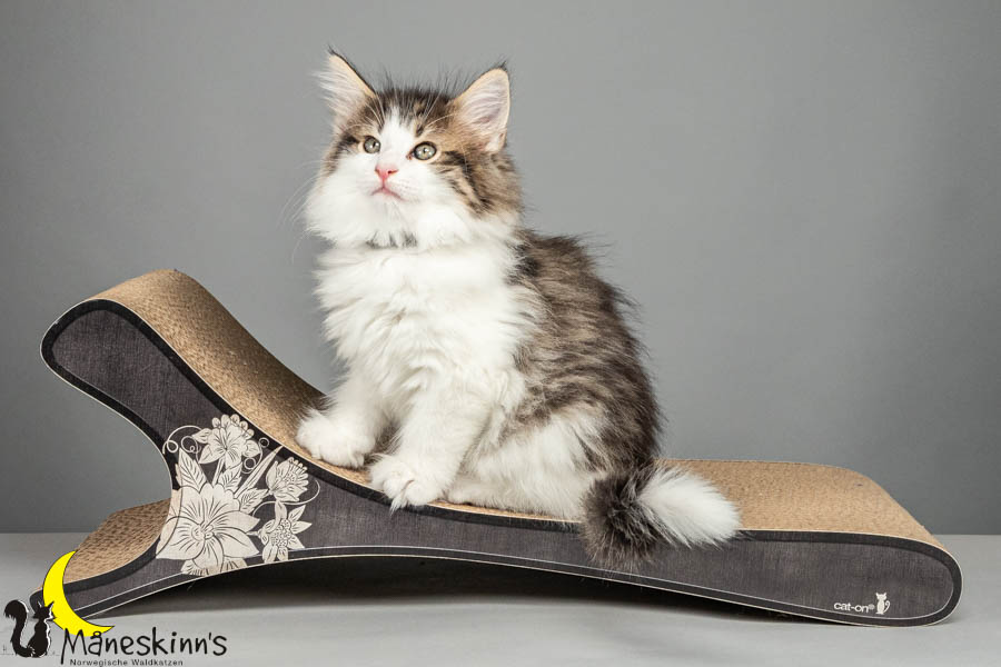 Valdor (64 Tage alt)