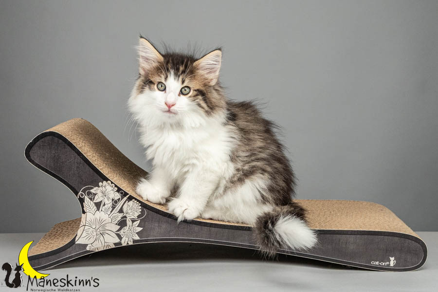 Valdor (64 Tage alt)